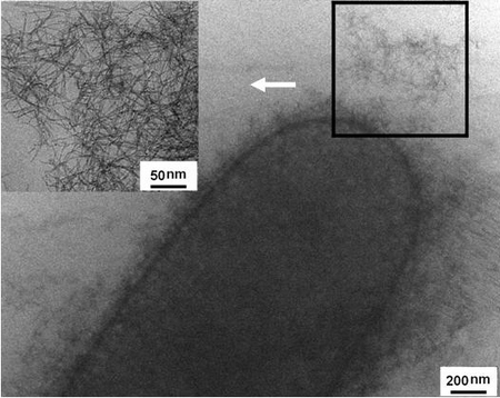 슈와넬라균의 표면에 우라늄 나노와이어가 형성 돼 있다. 이를 확대하면(왼쪽 위) 나노와이어들이 망사처럼 얽혀 있는 것이 보인다. 광주과학기술원 제공