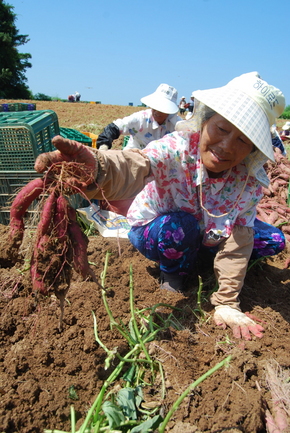 전북 익산의 최상품 탑마루 고구마를 수확하는 농민이 고구마를 들어보이고 있다. 익산시 제공