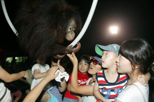 경기 과천시 서울대공원에서 지난 7월부터 펼쳐지고 있는 ‘서울동물원 별밤축제’를 찾은 시민들이 아기 오랑우탄에게 먹이를 주며 즐거워하고 있다. 별밤축제는 오는 28일까지 이어진다.   서울대공원 제공