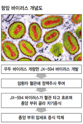 항암 바이러스 개념도