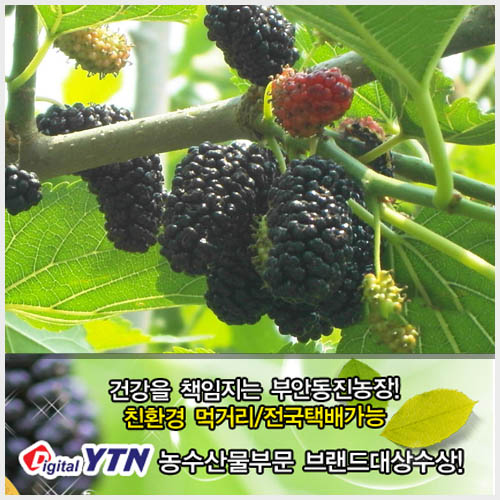 자료제공 : 부안동진농장