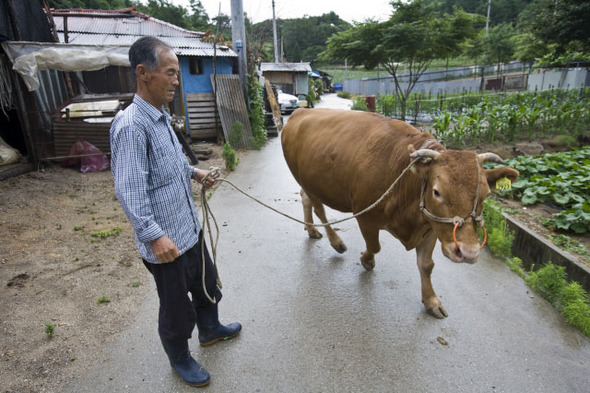 코뚜레를 한 소를 끌고가는 농부의 모습.  사진  자료