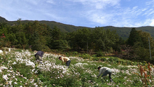 한국기행 ‘화순-약초의 고장, 구절초와 산삼’(교육방송 밤 9시30분)