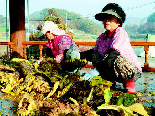 전북 진안군 진안읍 연장리 꽃잔디마을의 주민들이 지난해 11월 해바라기씨를 수확하고 있다. 해마다 봄에 꽃잔디축제를 여는 이 마을은 마을 주변 경관을 꾸미려 해바라기를 심었고, 앞으로 기름을 짜는 방안을 검토하고 있다. 진안군 제공