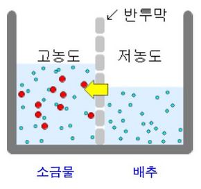 배추를 소금으로 절일 때 일어나는 삼투압 현상.