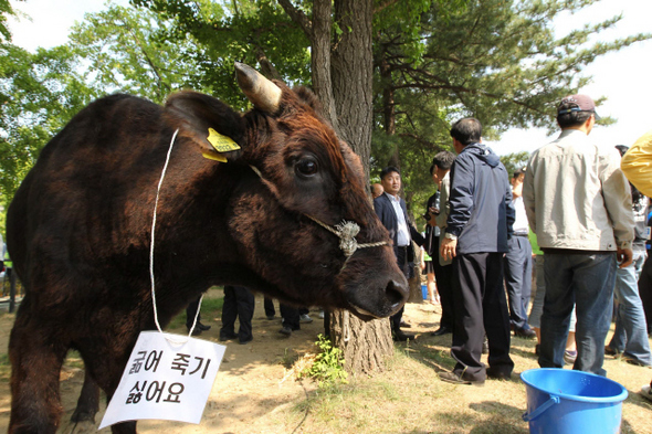 22일 오후 경기도 과천시 중앙동 정부과천청사 앞에서 동물사랑실천협회 회원들이 “동물보호법을 관할하는 농림부가 동물 학대 사건에 미온적으로 대처하고 있다”며 항의 시위를 벌이고 있다. 전북 순창의 한 농장주가 소 값 폭락에 항의하며 사료를 주지 않아 지난해 1월부터 최근까지 40여마리의 소가 굴어죽은 가운데 살아남은 소들이 시위대 옆에 있다.   과천/류우종 기자 wjryu@hani.co.kr