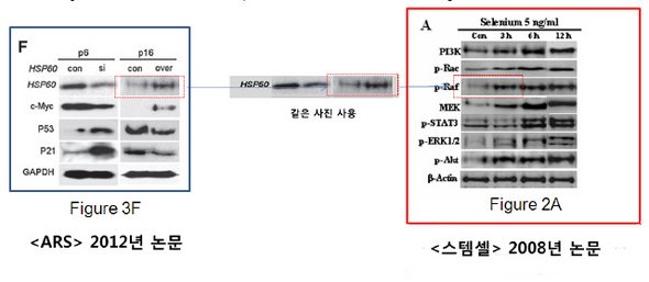 논문 사진 중복게재 의혹을 받고 있는 서울대 수의대 연구팀의 2012년 <항산화 및 산화환원신호전달>(ARS) 논문 사진(왼쪽)과 2008년 <스템셀> 논문 사진(오른쪽). 의혹을 제기한 제보자는 사진의 일부가 중복돼 실렸다고 지적했다. 사진은 제보자가 국제 학술지에 제보한 파워포인트 자료.