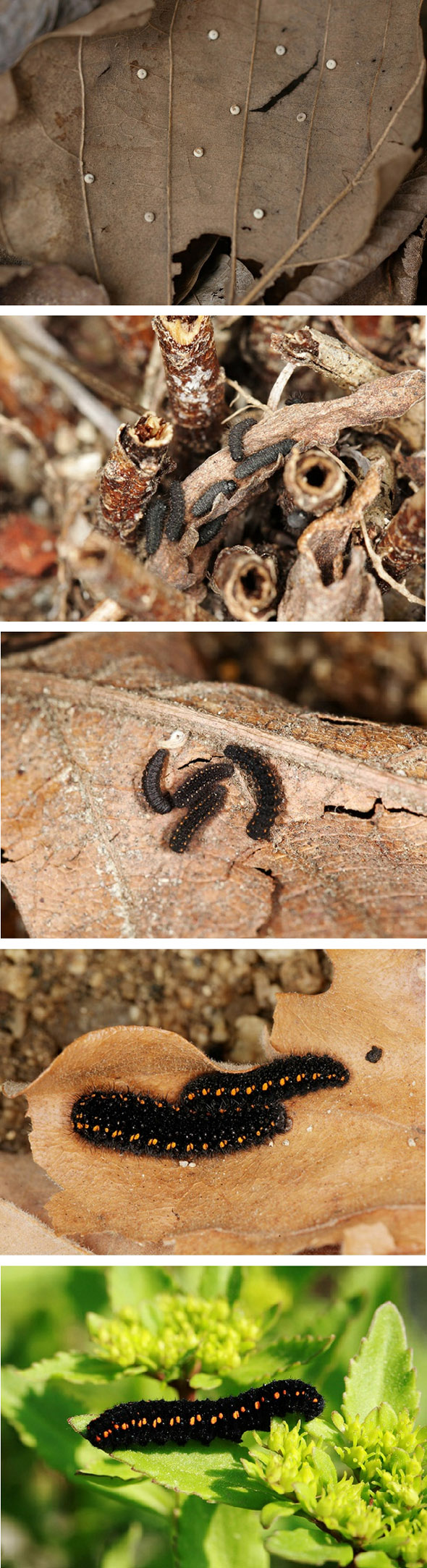 (맨위부터) 낙옆 위에 하나씩 낳은 붉은점모시나비의 알. 사진=조홍섭 기자. 1월에 알에서 깨어나는 1령 애벌레. 2령 애벌레. 3령 애벌레. 마지막 단계인 5령 애벌레.