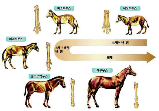 출판사 교학사가 발간한 고교 과학교과서에 실려 있는 말의 화석계열 그림. 말이 몸집이 커지고 발굽 숫자가 줄어드는 쪽으로 진화했음을 보여주고 있다.