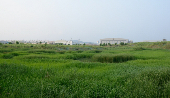 김포공항 담장  너머 오곡습지.