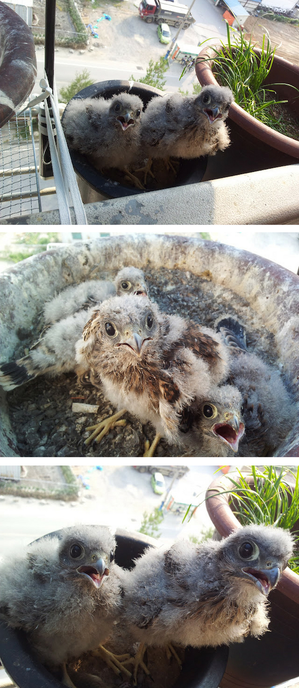 황조롱이 새끼는 모두 6마리였고 아파트 옥상 화분에서 번식한 독특한 녀석입니다. 물론 에어컨 실외기에 둔 빈 화분에서 번식하는 모습이 자주 관찰되기도 합니다(위 사진). 나머지 네마리는 그나마 상당히 건강한 상태입니다(가운데). 건강한 녀석들입니다. 이들을 키우기 위해 황조롱이 부모새들은 얼마나 바빴을까요. 보통 성장하는 동물들은 자기 체중의 15~20% 이상의 먹이를 매일 섭취해야 합니다. 다 자란 후에는 8~10% 정도면 충분하지요. 무려 6마리나 키우는 상황을 상상해보시기 바랍니다(아래 사진).
