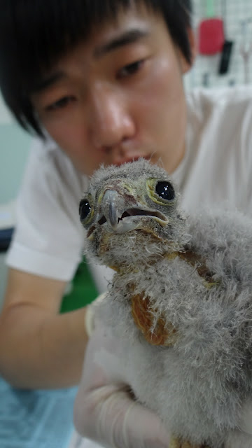피하기종을 주사바늘을 이용하여 모두 제거한 상태입니다. 호흡이 안정적으로 돌아왔지요.