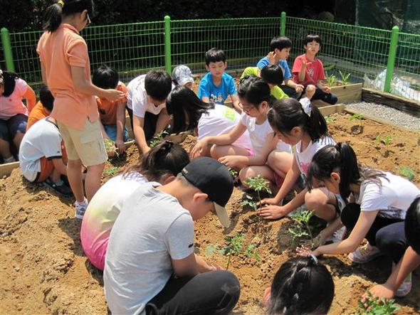 지난 5월22일 서울사당초등학교 학생들이 텃밭에 여러 가지 모종을 심고 있다.  사당초등학교 제공
