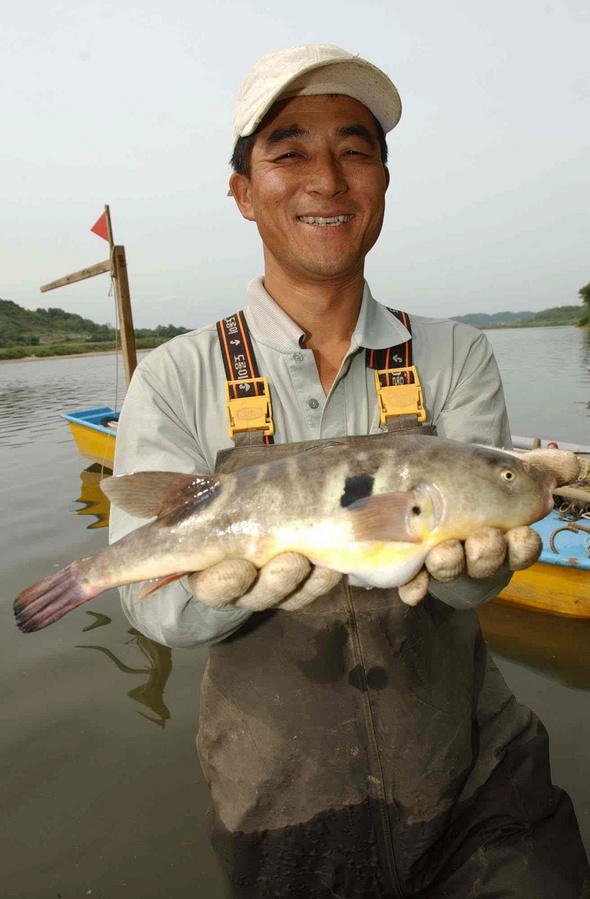임진강에서 잡은 황복. 황복은 바다와 강이 만나는 기수역에 서식한다. 사진=한겨레 사진 디비