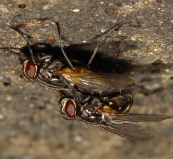 짝짓기하는 집파리. 포식자에게 공격당할 확률이 급증한다는 사실이 실험적으로 밝혀졌다. 사진=비외른 짐머스 외, 커런트 바이올로지