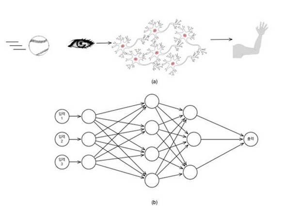 &raquo; <그림 2> 자연신경망 (a)와 인공신경망 (b)의 비교. 자연신경망이 감각기관으로부터 받은 입력에 반응해서 근육을 움직이는 출력값을 내놓듯, 인공신경망 또한 주어진 입력값에 반응해서 출력값을 내놓는다. 공을 받는 행위가 훈련을 통해 숙련되듯, 인공신경망도 학습을 통해 기능을 갖춘다. 그림/ 유신