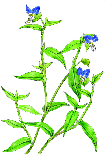 달개비의 전체 모습. 그림=한겨레 사진 디비