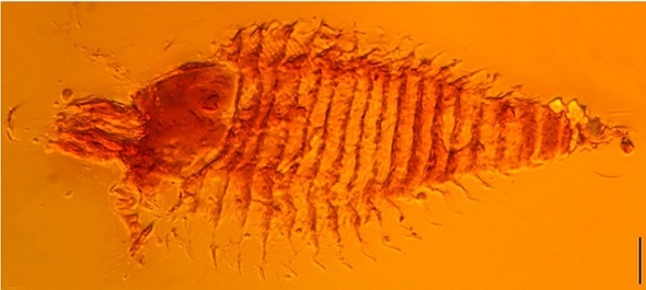 2억 3000만년 전 진드기의 모습. 나뭇진이 굳은 호박에서 발견됐다. 사진=알렉산더 슈미트, 고팅겐 대학, 미 국립학술원회보