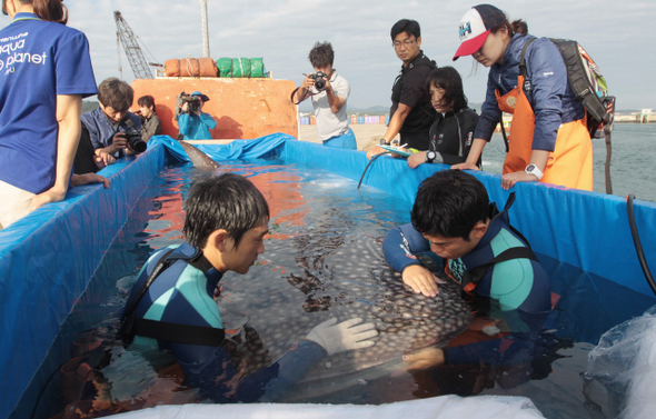 아쿠아플라넷 제주 직원들이 수족관에 있던 고래상어 ‘해랑이’를 6일 오전 제주 서귀포시 성산 먼바다에 풀어주기 전 고래상어의 건강상태를 살펴보고 있다. 이날 방사된 해랑이 등에 생체태그를 달아 1년간 고래상어의 생태 자료를 수집하게 된다. 지난 7월 제주 앞바다에서 그물에 걸려 수족관에 전시된 고래상어 2마리 가운데 1마리가 만성신부전증으로 숨진 뒤 남아 있는 고래상어를 풀어주라는 환경단체들의 요구가 이어지자 아쿠아플라넷은 방사를 결정했다.    제주/신소영 기자 viator@hani.co.kr