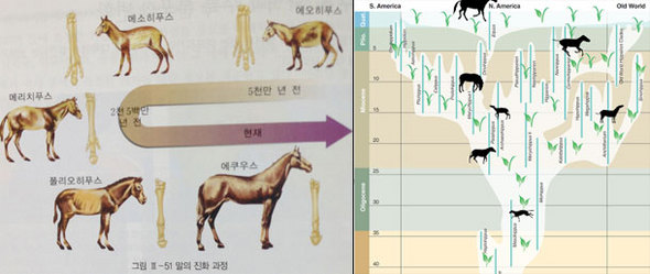 말의 진화를 설명하는, 직선형(왼쪽)과 관목형의 그림. 직선형 진화 그림은 말의 진화를 지나치게 단순화해 오해를 불러일으킬 수 있어 교과서 서술 방식으로는 부적절하다는 판단을 받았다.