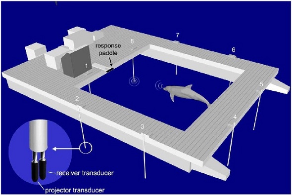 돌고래 집중도 실험 장치. 1~8은 전파 송신과 발신 장치이며 1과 8 사이에 있는 것은 돌고래가 먹이를 탐지했을 때 건드리는 응답판이다. 그림=플로스 원