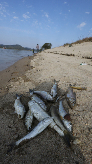 4대강 사업으로 건설된 충남 부여군 금강 백제보 인근 백제대교 아래 강가에 21일 오후 폐사한 물고기들이 널부러져 있다. 금강유역환경청과 부여군 공무원들은 물고기 사체를 국립과학수사원에 보내 집단폐사의 원인을 찾고 있다고 밝혔다.  부여/김경호 기자 jijae@hani.co.kr