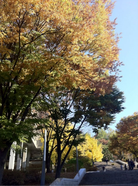 가을의 학교 풍경. 졸업을 앞둔 대학원생들은 졸업 논문 쓰기에 여념이 없는 시기이다. 사진/ 한아름