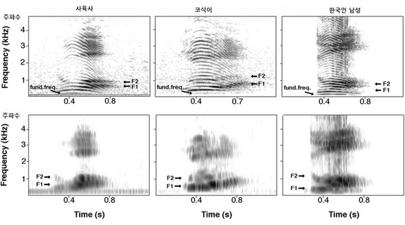 ‘누워‘라는 말의 주파수 특성. 코식이와 사육사의 것이 외부인의 것보다 매우 유사하다. 사진=앙겔라 스퇴거 외,