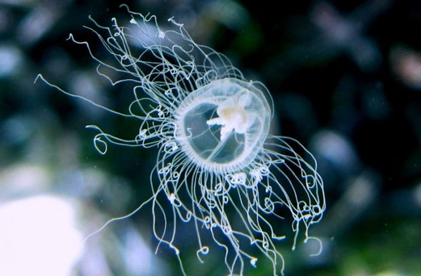 바다 생물, Oceania armata. 출처: WoRMS Photo Gallery/ Roberto Pillon (Creative Commons)