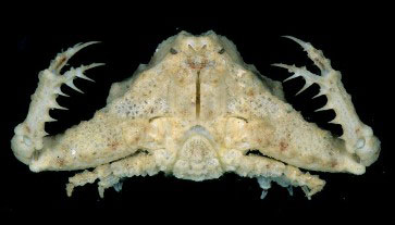 바다 게. Thyrolambrus efflorescens crab. 출처: WoRMS Photo Gallery / Gustav Paulay, 2010.