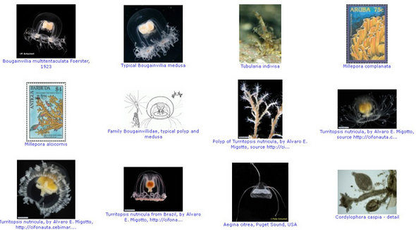 바다 생물종 데이터베이스에는 다양한 바다 생물의 사진들도 실려 있다. / WoRMS Photo Gallery