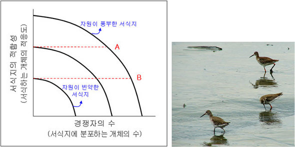 왼쪽: 자유분포모델(ideal free distribution model). 출처/ [Fretwell SD, Lucas JHJ (1970), 주[6]] , [Sutherland WJ (1996), 주[7]] 에서 변형됨. 오른쪽: 썰물에 갯벌에서 먹이를 찾는 붉은발도요(Tringa totanus). 출처/ Wikimedia Commons