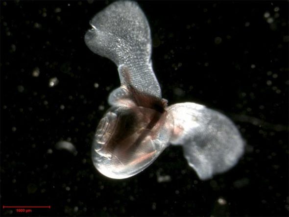 바다생태계 붕괴의 카나리아일까. 바다달팽이가 헤엄치는 모습. 사진=미국립해양대기국(NOAA)