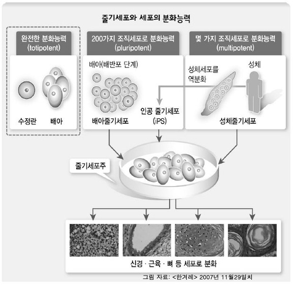 참조. 줄기세포와 세포의 분화능력. 한겨레 자료그림(2007)