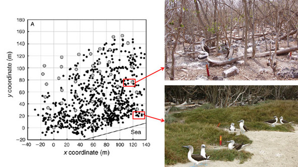 이사벨 섬의 푸른발얼가니새 군락. 왼쪽: 검은 점은 푸른발얼가니새의 둥지, 회색 점은 20여 년 전부터 둥지 분포를 측정하기 위해 이용하던 기준점(나무나 바위)이다. 출처/ Kim et al. 2009 [각주 참조]. 오른쪽: 출처/ 김신연, Hugh Drummond.