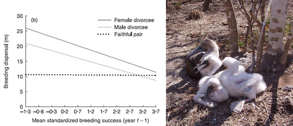 왼쪽: 지난해의 번식 성공률에 따른 다음 번식 세력권으로의 분산 거리 (검은 선: 이혼하는 암컷, 회색선: 이혼하는 수컷, 점선: 지난해와 같은 파트너를 유지하는 번식쌍, 출처/ Kim et al. 2007 [각주 참조]. 오른쪽: 출처/ 김신연.