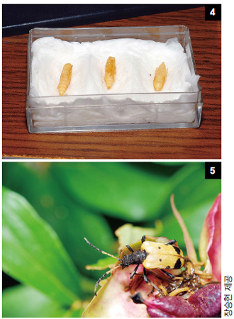 하늘소 애벌레와 성충.