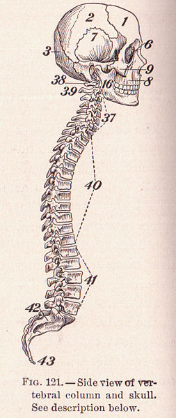 사람의 두개골과 척추. 사진=수 클라크, 위키미디어 코먼스