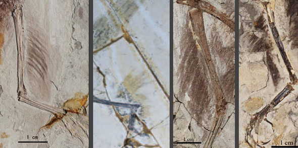 중국 연구팀이 원시 새 화석들에서 관찰한 다리깃털들. 출처/ Xing Xu, Science