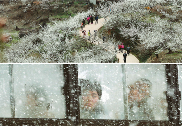 춘분인 20일 전남 광양시 다압면 매화마을을 찾은 관광객들이 활짝 핀 봄꽃을 즐기고 있다.(위) 같은 시간 폭설이 내린 강원 강릉에서는 버스 승객이 걱정스런 표정으로 창밖을 쳐다보고 있다. 
여수/김경호 기자, 강릉/박종식 기자 jijae@hani.co.kr