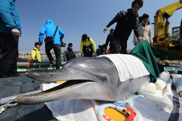 남방큰돌고래가 8일 오전 제주도 퍼시픽랜드 수족관을 벗어나 자연으로 돌아가기 앞서 적응 훈련을 하러 서귀포시 성산항의 해상 가두리로 옮겨지다 눈에서 물을 흘리고 있다. 이 돌고래는 어망에 걸린 뒤 불법으로 돌고래쇼에 이용되다 대법원 판결로 몰수가 확정돼 바다로 돌아가게 됐다. <A href="mailto:bong9@hani.co.kr">bong9@hani.co.kr</A> 