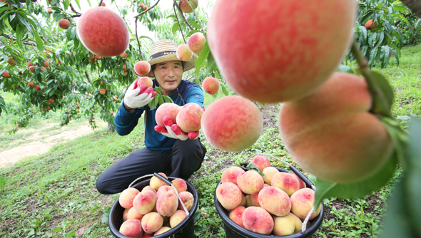 2일 오후 경남 함양군 함양읍 삼산리 복숭아 농장에서 한 농민이 햇복숭아를 수확하고 있다. 경남 함양군 제공