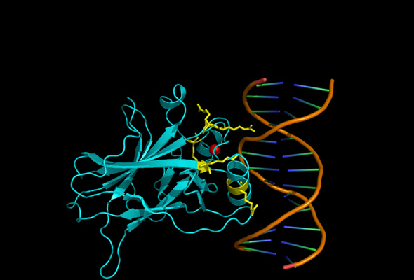 종양 억제 단백질 ‘p53’이 유전자와 결합할 때의 3차원 구조 그림. 인간의 본성을 강조하는 입장은 유전자가 결국 인간의 행동을 결정한다는 주장에 근거를 두는 경우가 많다. 조윤제 교수팀 제공.