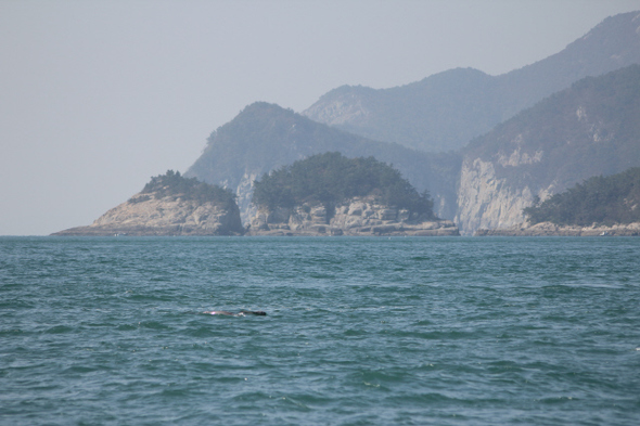 지난달 30일 여수 동남쪽 25㎞ 금오도와 월호도, 개도 사이에서 상괭이 2마리를 보았다. 고무타이어 같은 상괭이의 몸이 찰나의 순간 물 위를 지나갔다.  여수/최우리 기자