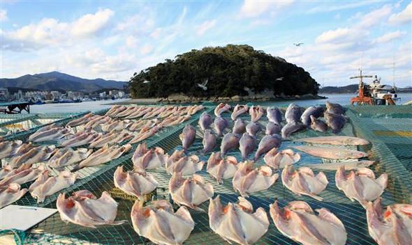 사진이 안보일 때→우측클릭→'사진보기' 클릭. ☞작성: Daum카페: 한국 네티즌본부