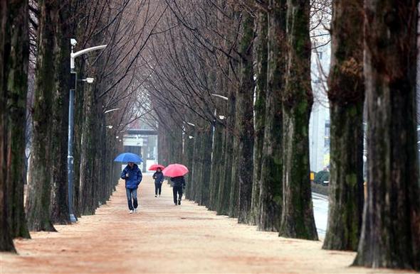 광주·전남지역에 겨울비가 내린 8일 광주 북구 용봉동 전남대 교정의 메타세콰이어길을 학생들이 걷고 있다.  광주/연합뉴스