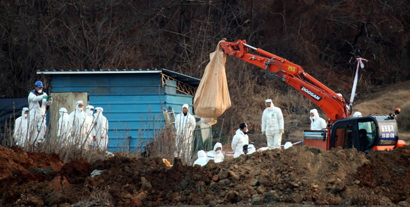 19일 전북 부안군 줄포면 한 농장에서 방역당국 관계자들이 고병원성 조류인플루엔자에 감염된 오리들을 질식사시킨 뒤 파묻고 있다. 부안/김봉규 선임기자 bong9@hani.co.kr