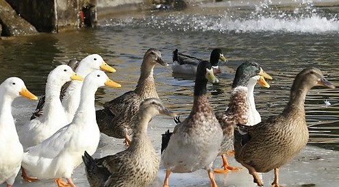 사진이 안보일 때→우측클릭→'사진보기' 클릭, OK. ☞작성: Daum카페: 한국 네티즌본부