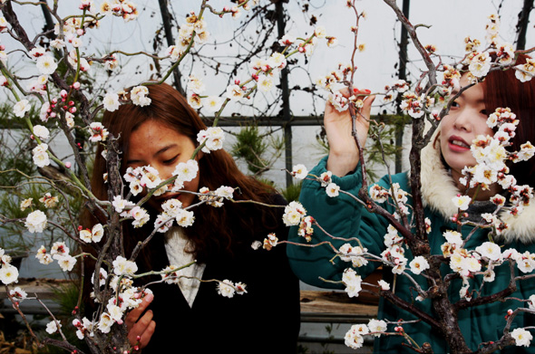 사진이 안보일 때→우측클릭→'사진보기' 클릭, OK. ☞작성: Daum카페: 한국 네티즌본부