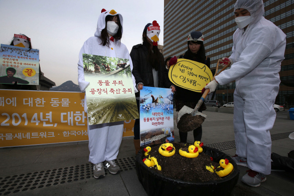 동물자유연대 등 동물·환경단체 회원들이 6일 오전 서울 광화문광장에서 기자회견을 열어 닭·오리 등 가금류의 무차별적인 살처분을 비판하는 행위극을 벌이고 있다. 참가자들은 도살 처분 때 동물의 고통을 고려해야 하고 집약식 축산 환경도 되돌아봐야 한다고 주장했다.  류우종 기자 wjryu@hani.co.kr